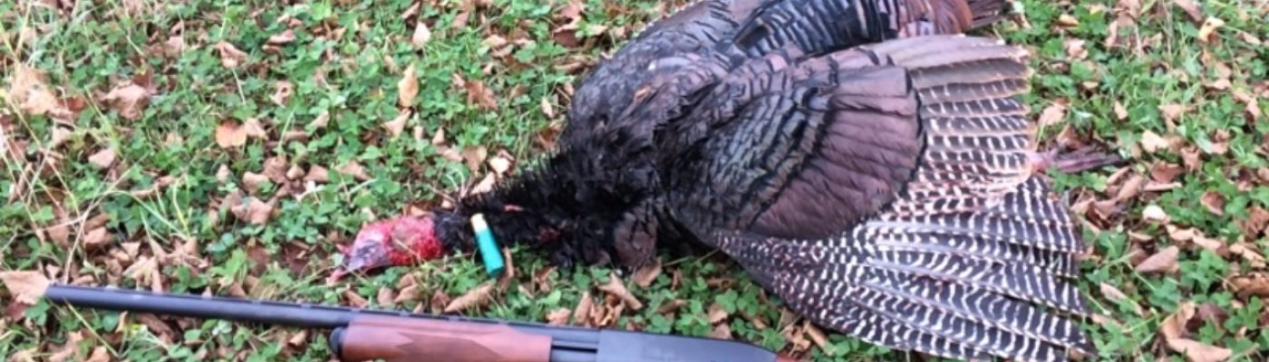 Turkey hunting season